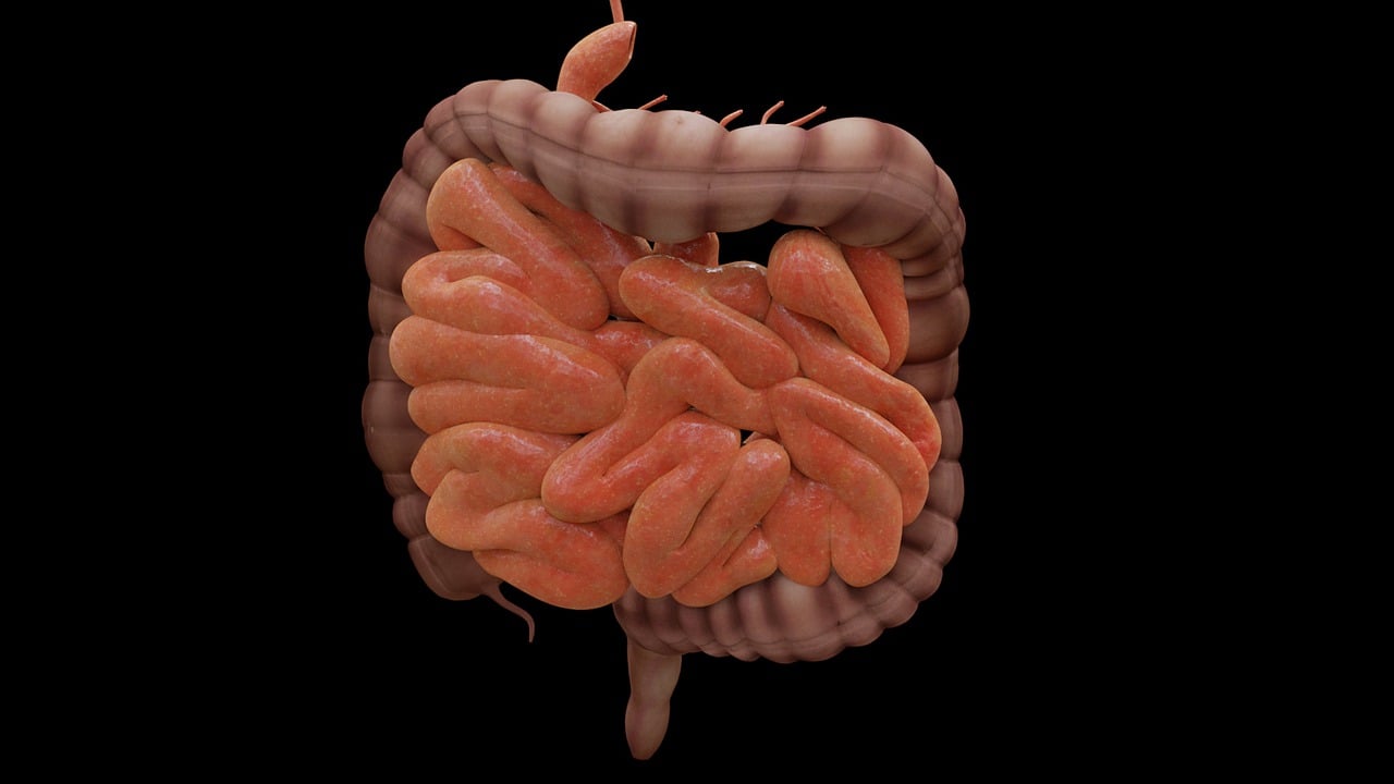intestine, biology, science